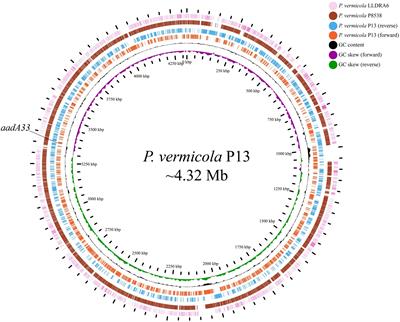 Identification of a novel aminoglycoside O-nucleotidyltransferase AadA33 in Providencia vermicola